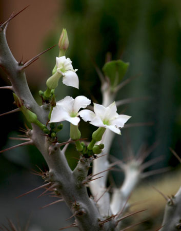 多肉植物白馬城開花嗎？白馬城的花期及養(yǎng)殖方法簡介