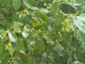 香樟樹葉子作用與功效介紹！香樟樹的樹皮的作用介紹！