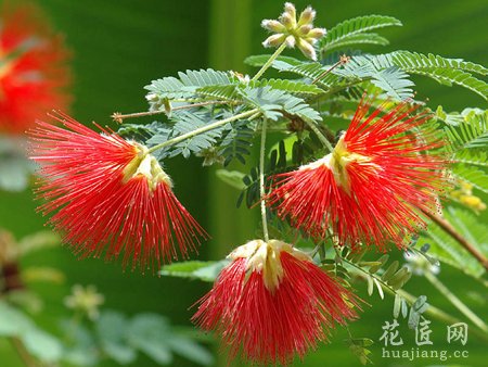 合歡花泡水喝的功效，合歡花茶的功效