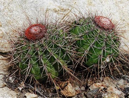 花座球是一種什么植物？花座球的圖片及簡介