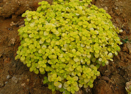 一種優(yōu)良的彩葉地被植物——金葉景天