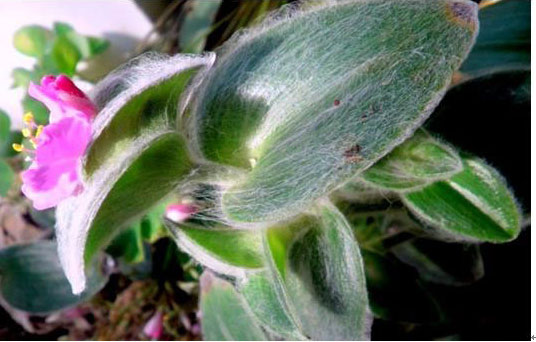 多肉植物白雪姬圖片：白雪姬的形態(tài)特征介紹