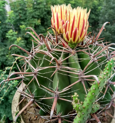 仙人掌科多肉植物巨鷲玉圖片：巨鷲玉的形態(tài)特征介紹