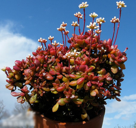 多肉植物名稱及圖片——紅稚兒