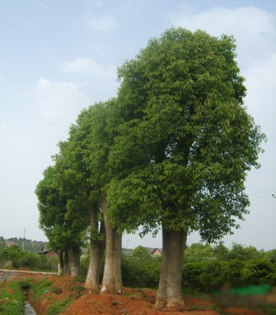 香樟樹怎么栽種？樟樹的生態(tài)習(xí)性和對生長環(huán)境的要求