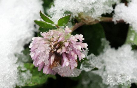 雪蓮花的藥用功效并沒那么傳奇