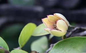 含笑幾月開(kāi)花？含笑什么季節(jié)開(kāi)放？含笑花期是幾月份?