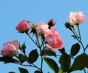 薔薇花有毒嗎(無毒)，薔薇花能在室內(nèi)養(yǎng)嗎(可以/花瓣可食用/能凈化空氣)