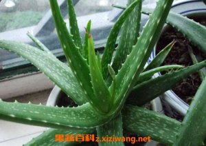 什么植物吸收甲醛最好 室內(nèi)吸甲醛最好的植物