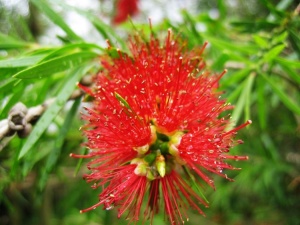 紅豆杉價格行情幾年開花結(jié)果果實能吃嗎 紅豆杉與南方紅豆杉區(qū)別