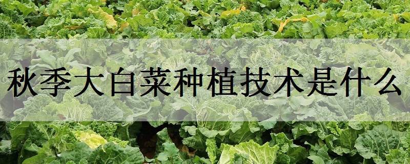 秋季大白菜種植技術(shù)是什么