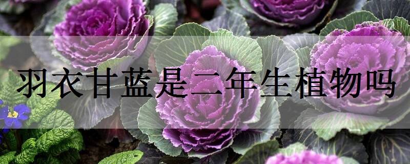 羽衣甘藍(lán)是二年生植物嗎