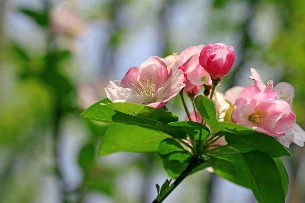 海棠花骨朵不開(kāi)就掉了是什么原因