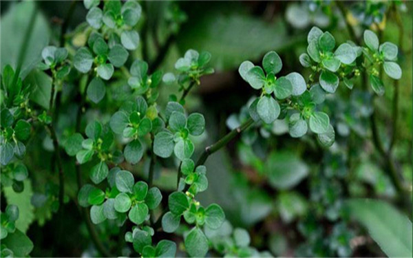 宿根多年生草本植物有哪些 養(yǎng)殖草本植物的注意事項(xiàng)