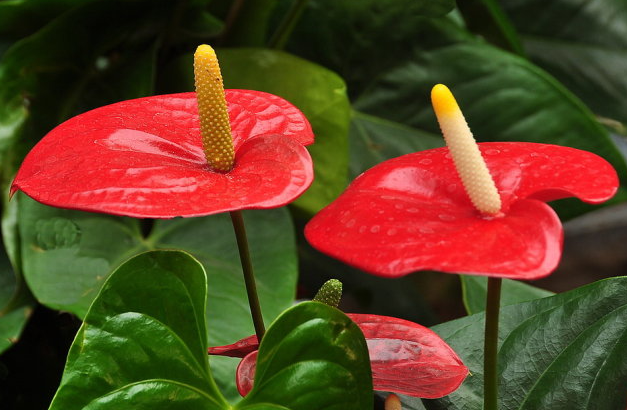 紅掌能擺在辦公室嗎 擺在辦公室有什么好處