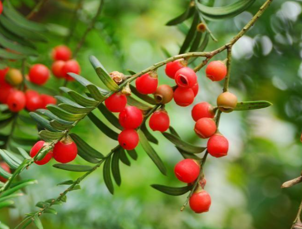 家里養(yǎng)紅豆杉吉不吉利 紅豆杉的風(fēng)水意義是什么