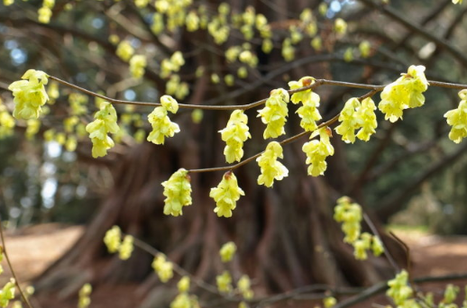 蠟瓣花是什么科 怎么養(yǎng)開(kāi)花開(kāi)的好