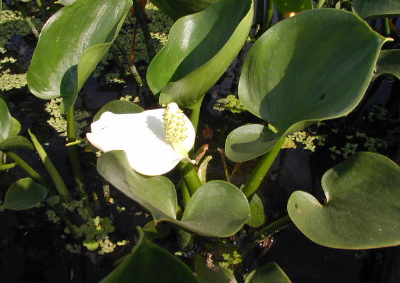 海芋和馬蹄蓮是一種花嗎 如何區(qū)分這兩種花