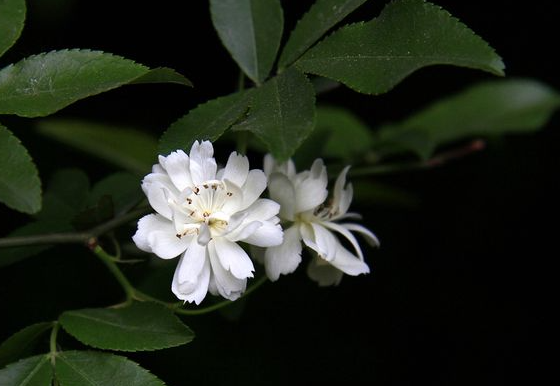 木香花花期有多長(zhǎng) 如何栽培長(zhǎng)得旺盛