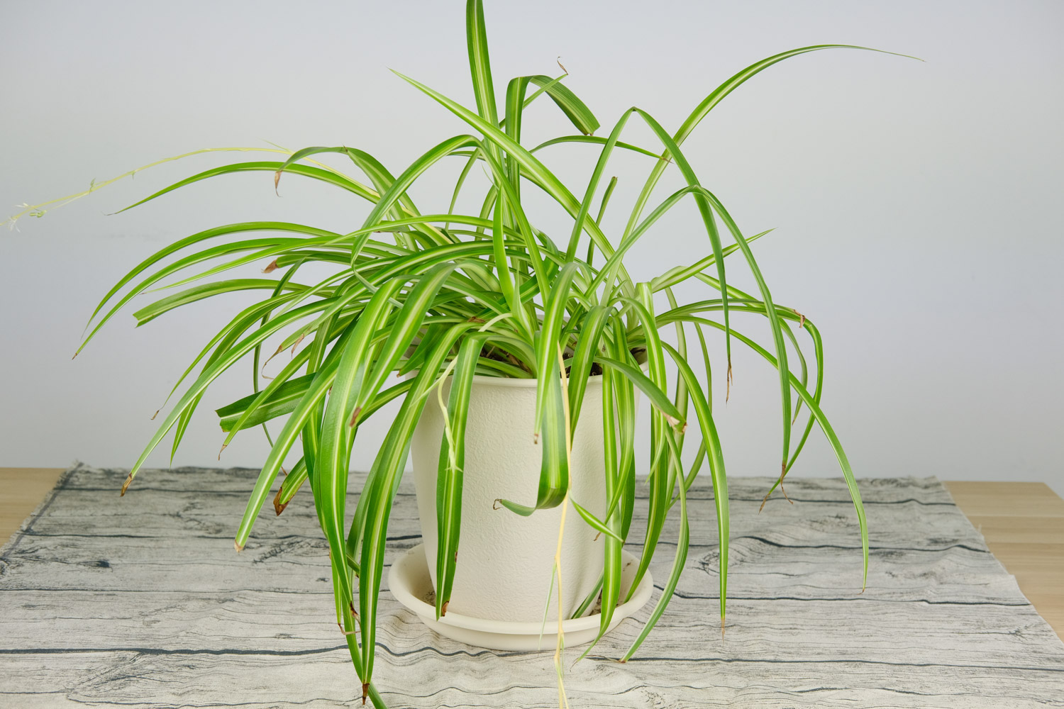 除甲醛的植物