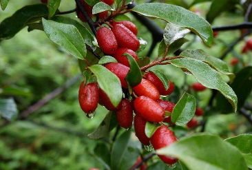 羊奶果高產(chǎn)種植技術(shù)講解 什么條件可以種植羊奶果