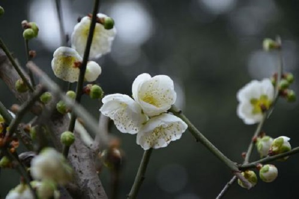 白梅花是什么花 屬于什么植物