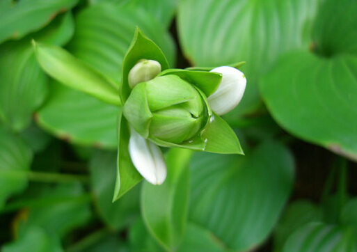 驅(qū)蚊草的風(fēng)水學(xué)應(yīng)用-驅(qū)蚊草的養(yǎng)殖方法