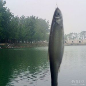 快速高效釣白條魚的要領(lǐng)