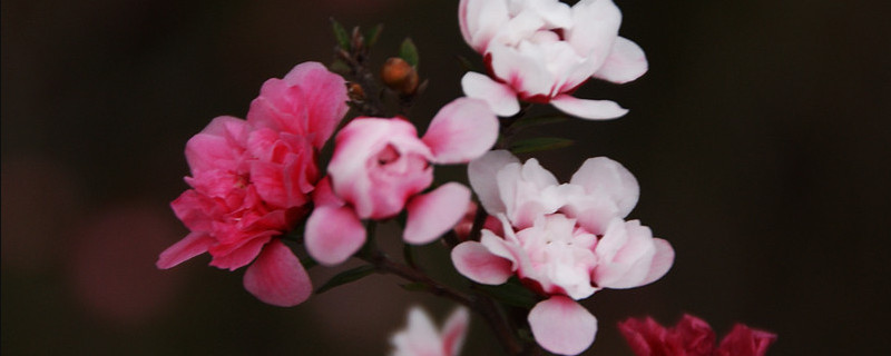 松紅梅一年開(kāi)幾次花