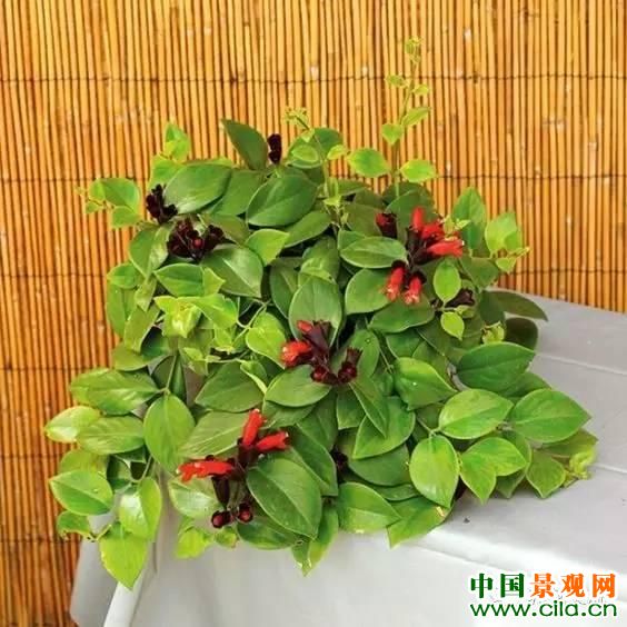 十四種室內(nèi)凈化空氣強(qiáng)的植物，家里養(yǎng)幾盆空氣凈化器都省了！