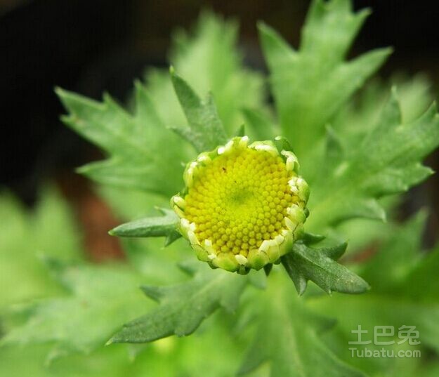 驅蚊植物價格及其分類