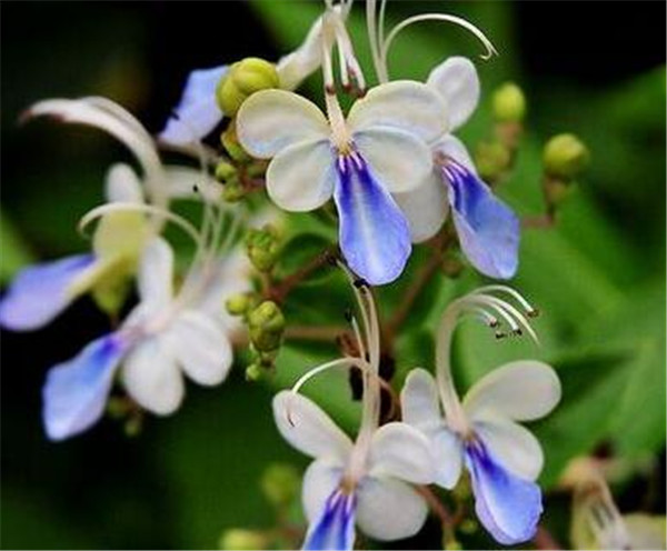 藍(lán)蝴蝶一年開(kāi)幾次花 藍(lán)蝴蝶花泡水喝的功效