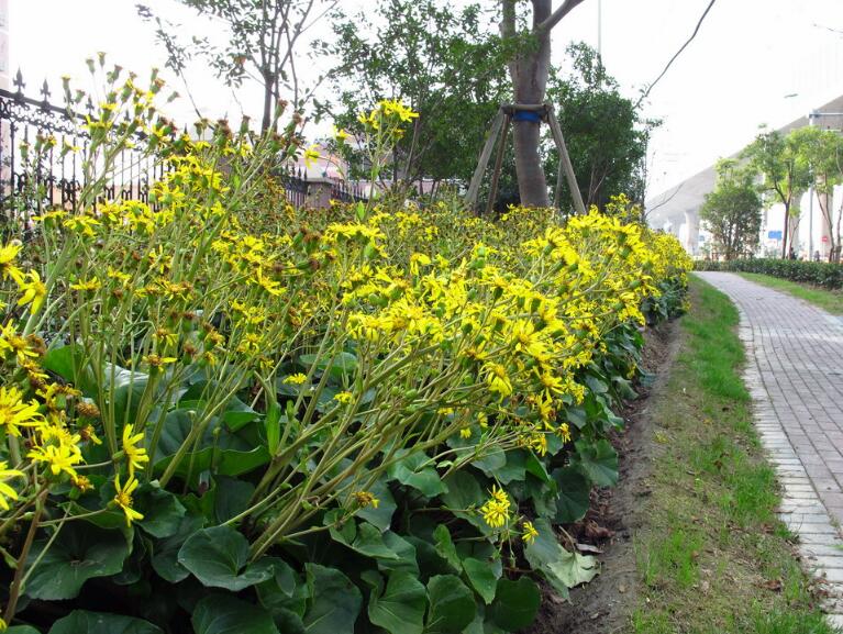 大吳風(fēng)草