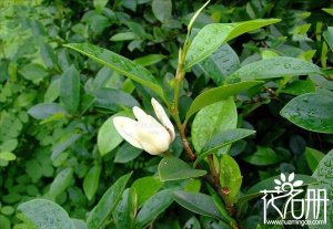 含笑花怎么養(yǎng)，含笑花的養(yǎng)殖方法和注意事項(xiàng)