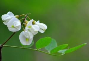 槐花什么時候開花，槐花的花語/9月開花/花語美好