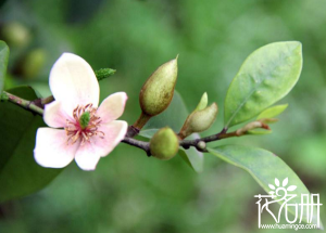 含笑花什么時(shí)候開(kāi)花，含笑花一年開(kāi)幾次花（春夏秋季均可開(kāi)花）