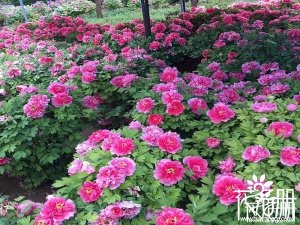 墊江牡丹花什么時候開花，墊江牡丹最佳觀賞時間（3月下旬-4月中）