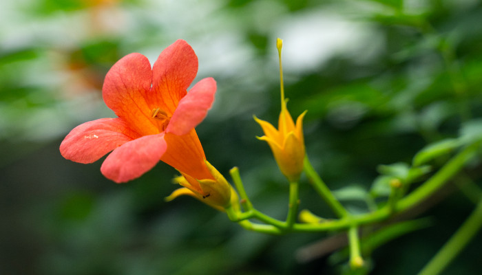 凌霄花是什么 什么是凌霄花