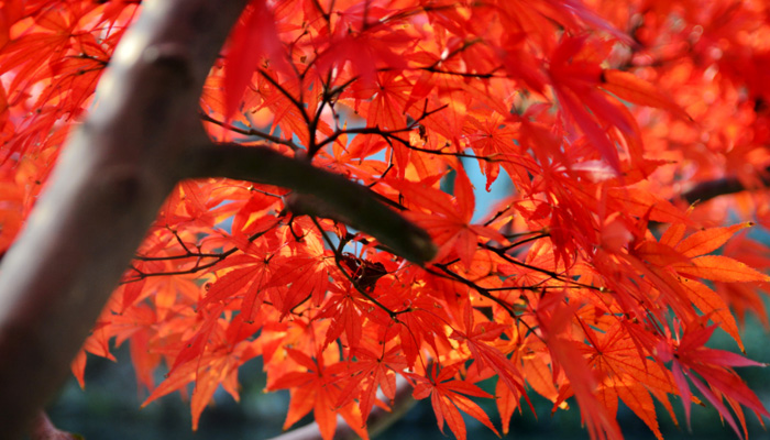 紅楓與雞爪槭的區(qū)別是什么 紅楓與雞爪槭的區(qū)別