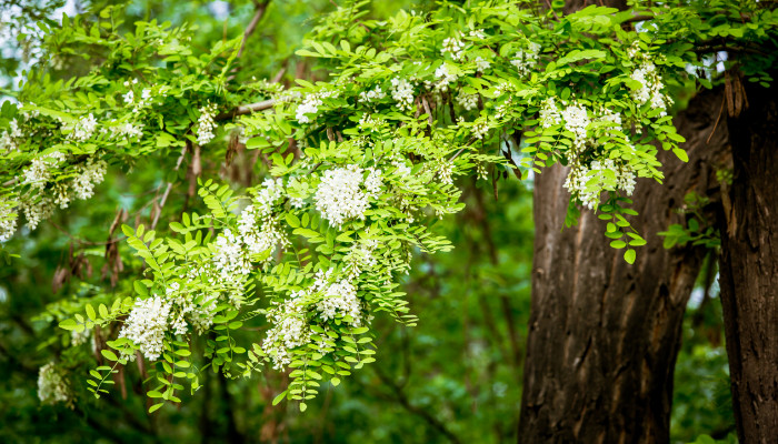 槐花什么時候開 槐花的花期是幾月份