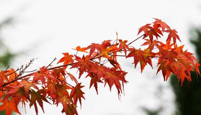 紅楓和雞爪槭的區(qū)別是啥 紅楓和雞爪槭有什么區(qū)別