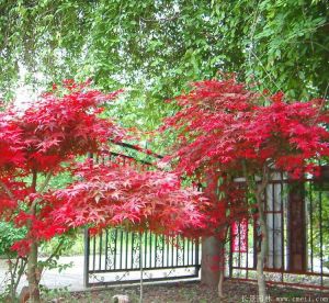 【園藝師分享】日本紅楓生長(zhǎng)在什么樣的地方速度最快