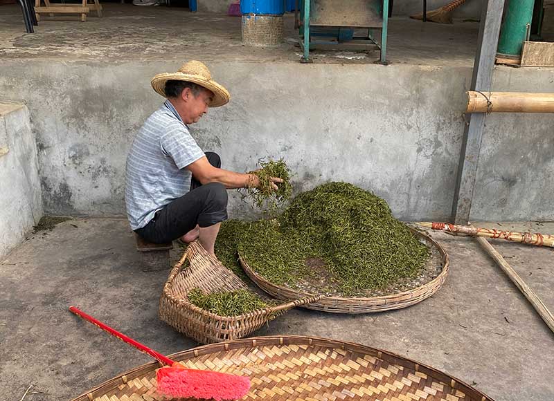 普洱茶網(wǎng)_如何選擇好普洱？