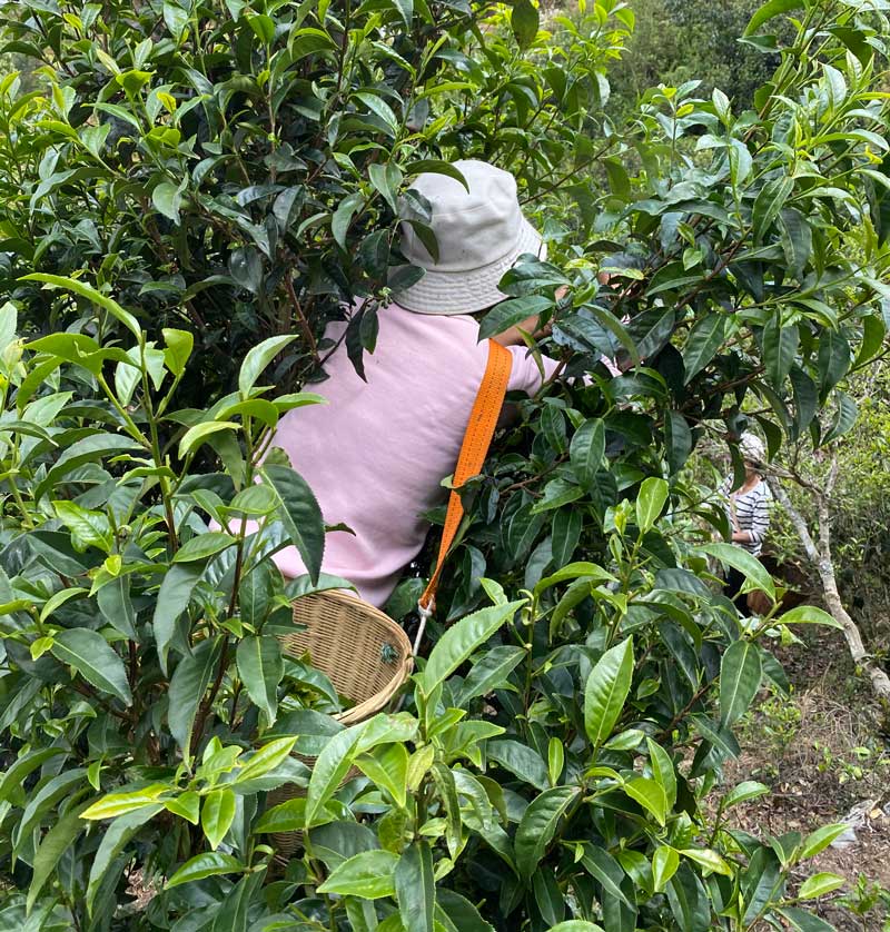 普洱茶購買_好普洱去哪買？