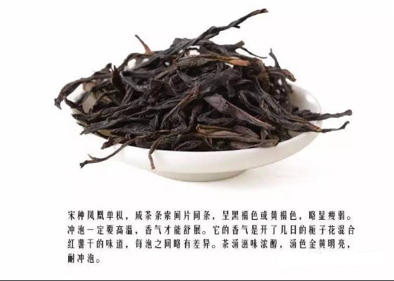 潮汕茶_汕頭鳳凰單樅哪個品種最好？