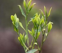 喝單叢茶的副作用,喝單叢茶的注意事項(xiàng)