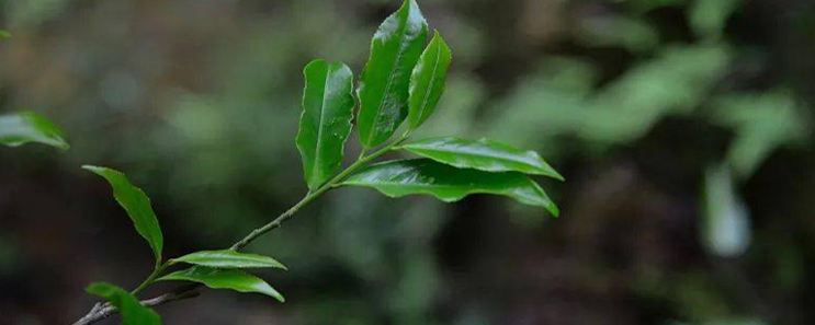 鳳凰單叢茶：茉莉香單叢茶,你見過嗎？