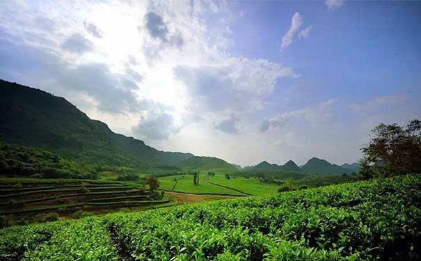 英德紅茶的由來 英德紅茶產(chǎn)地在哪里?