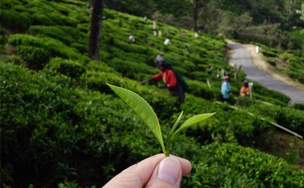 錫蘭紅茶和中國茶的區(qū)別有哪些?