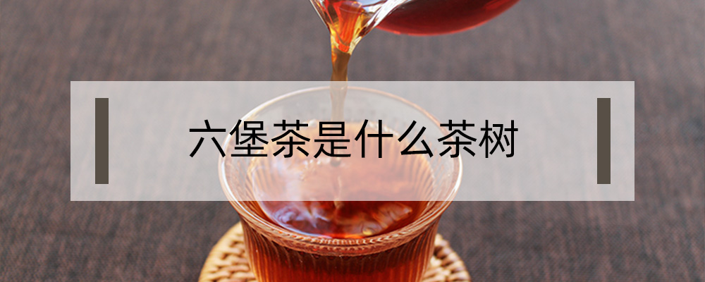 六堡茶是什么茶樹